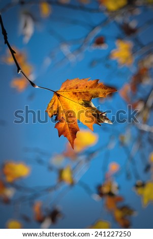Autumnal maple in focused - leaf with other blurred leaves in the sky backgrounds | Beit Al Dine - Lebanon