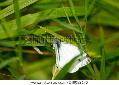 pets  animals  insects  butterfly insect nature