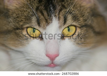 pets animals cat domestic animal no on white out