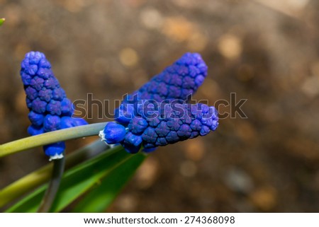 small flower springtime blue flowers nature isolated