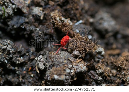 macro red beetle plant insect nature green color