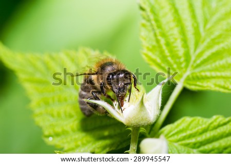 animals bee insect animal pets insects macro white