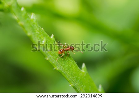 animals ant insect pets insects macro leg color close-up