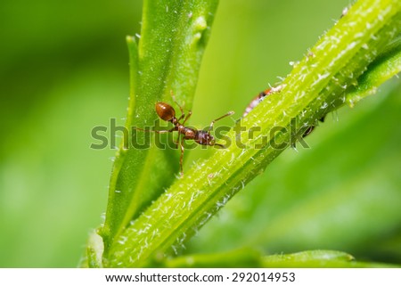 animals ant insect pets insects macro leg color close-up