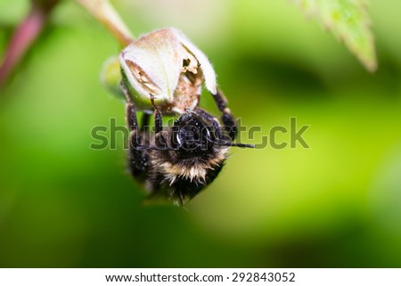 insects color bumblebee bee pets animals macro