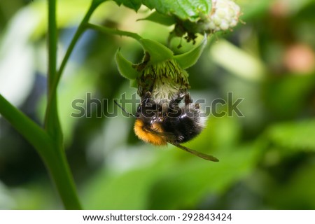 insects color bumblebee bee pets animals macro