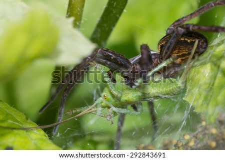 spider nature eating insects arachnid web color
