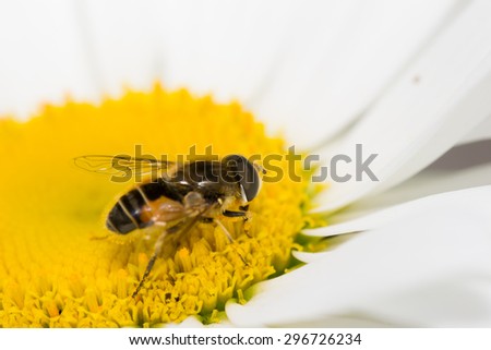 animals bee insect animal pets insects macro white