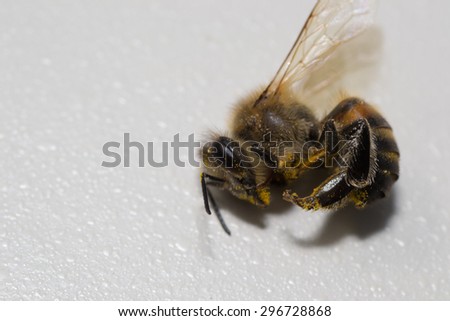 animals bee insect animal pets insects macro white