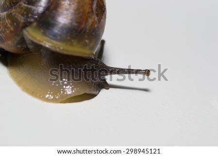 snail white shell animal isolated pets brown animals