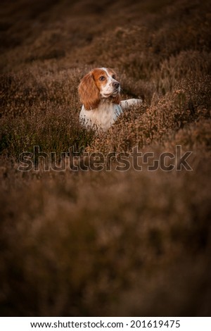 Cocker Spaniel hunting in scottish gorse for pheasants
