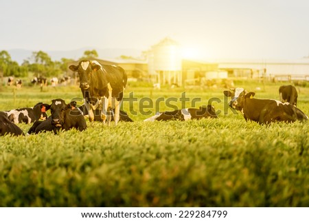 Cattle grazing in a field with the sun rising in the background