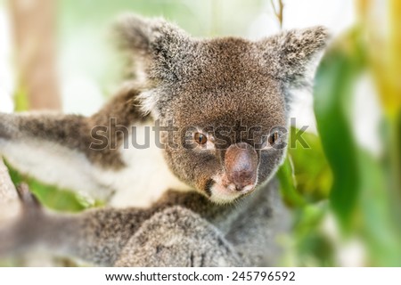 Koala Bear perched in a gum tree looking for food.