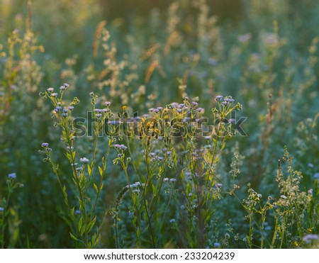 Summer wildflowers background. Evening light
