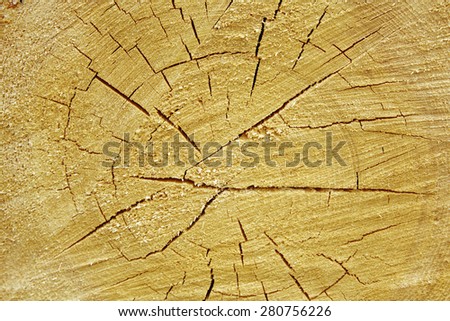 Tree trunk with annual rings as background