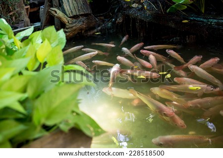 Fish pond in the garden