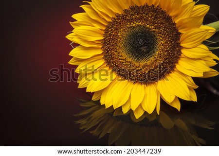 yellow sunflowers on red dark background.
