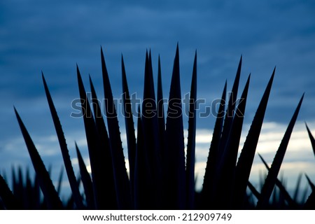 Agave tequila landscape back light whit blue sky to Guadalajara, Jalisco, Mexico.