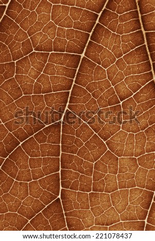 Texture sepia Tree leaf detail