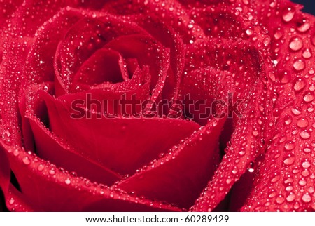 red rose close up whit water drips
