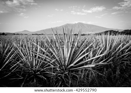 Agave tequila landscape to Guadalajara, Jalisco, Mexico. Black and white