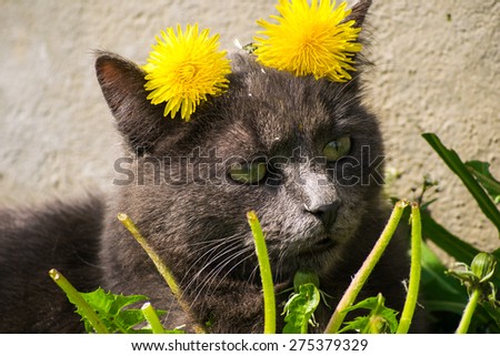 Beautiful head shot of a cat having two flowers on its ears. The flowers are yellow dandelions.Cat and flowers. Cat with flowers above its head, on its ears.