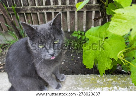 Funny cute cat with tongue out, Blue Russian young cat with gray fur, outdoors, wooden fence and vine leaves