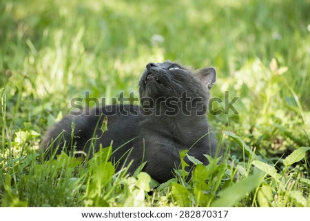 cat staying in a flower pot next to a tree, cute young cat in the front yard, funny cat looking up showing teeth
