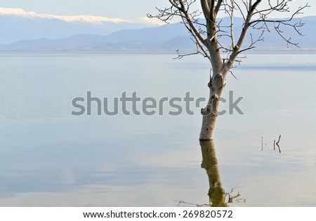 Tree that grows in water after heavy rainfall and increased level of the lake