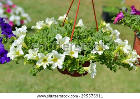 Beautiful decorative white flowers potted in hanging basket