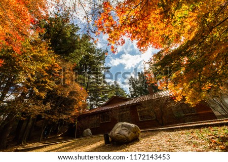 Beautiful autumn scenery in Taiwan, Asia. The fallen leaves beautiful color picture, Beautiful Japanese Wooden House and Maple Red Leaves at Fushoushan, Taichung, Taiwan