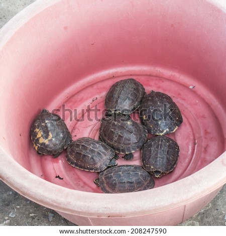 Many turtles in a plastic bucket Kaen Nakhon Lake Park area.