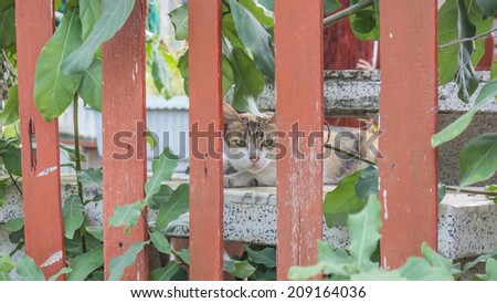 Asian cat hiding behind a wooden fence.
