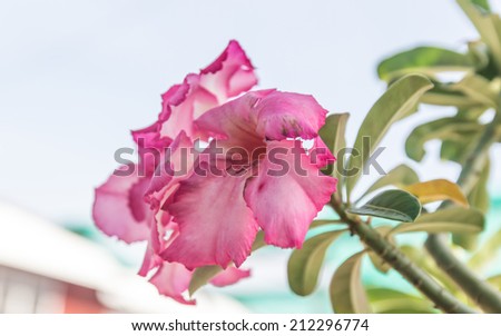 Desert Rose, Impala Lily, Mock Azalea pink flower