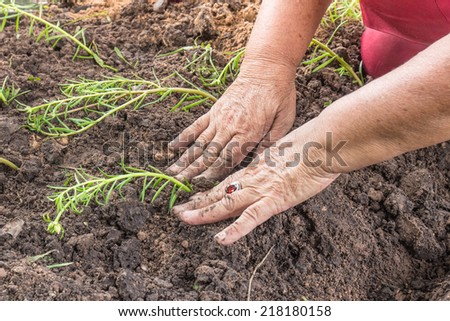 senior woman planting a flower seedling