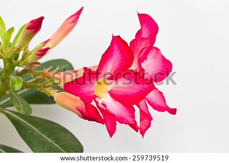 adenium obesum on white background, red desert Flower