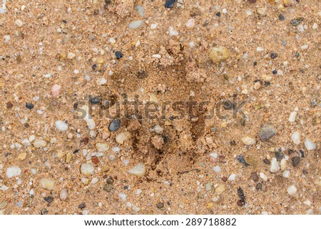 Sand and rock on the ground, footprint animal in sand,