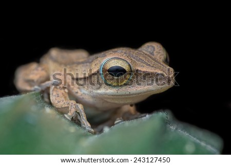 A close-up Four-lined tree frog (Amphibia, Anura, Rhacophoridae). Image has grain or noise and soft focus when view at full resolution. (Shallow DOF, slight motion blur )