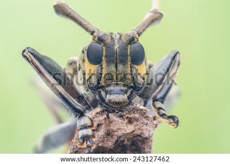 Face of yellow flat face Long-horned Beetle Cerambycidae. The beetle are easily found in Malaysia forest. Image has grain or noise and soft focus when view at full resolution. (Shallow DOF)