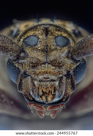 A close-up face of Long horned beetle on the night. Image has grain or blurry or noise and soft focus when view at full resolution. (Shallow DOF, slight motion blur)