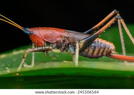 Side view Conehead katydid, Macroxiphus sumatranus, Malaysia. Image has grain or blurry or noise and soft focus when view at full resolution. (Shallow DOF, slight motion blur)