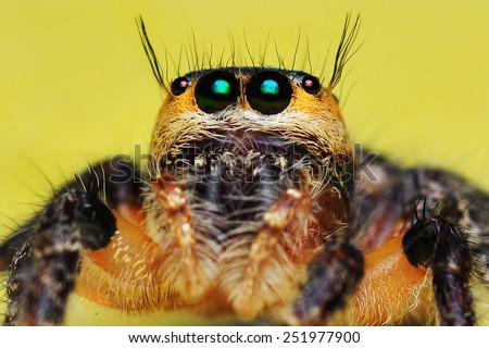 close-up view face of jumper spider Hyllus cf. semicupreus