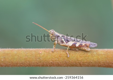 A close-up side view grass hopper on nature light. Image has grain or subject is blurry or noise or out of focus and soft focus when view at full resolution. (Shallow DOF)