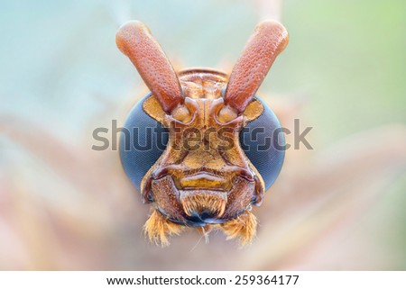 A close-up face of red head Longhorned beetle in nature light macro shooting