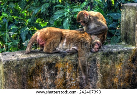Monkeys on the Monkey temple in Kathmandu (Nepal)