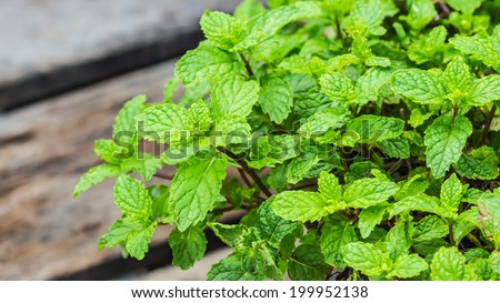 Fresh Mint/Culinary - Aromatic plants - Fresh mint.