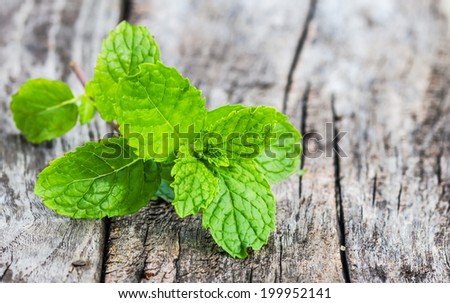 Fresh Mint/Culinary - Aromatic plants - Fresh mint.