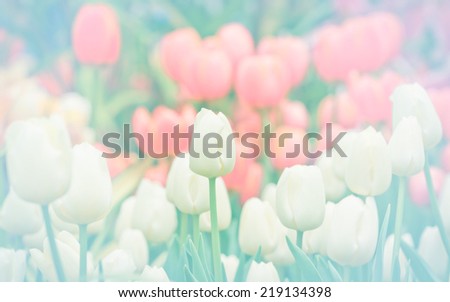 Artistic faded background of colourful spring tulips with a blur effect for a dreamy botanical backdrop in square format