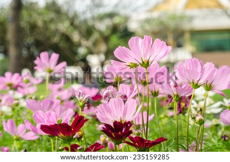 Cosmos flowers,pink, white and red Cosmos flowers blooming in the garden (beautiful fresh)