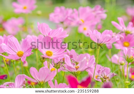 Cosmos flowers,pink, white and red Cosmos flowers blooming in the garden (beautiful fresh)